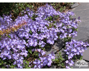 Aubrieta canescens