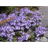 Aubrieta canescens