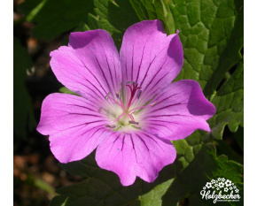Geranium ‘Sirak’