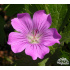 Geranium ‘Sirak’