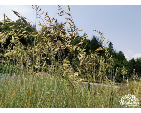 Festuca cinerea ‘Festina’