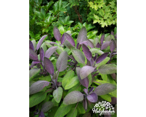 Salvia officinalis ‘Purpurascens’