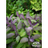 Salvia officinalis ‘Purpurascens’