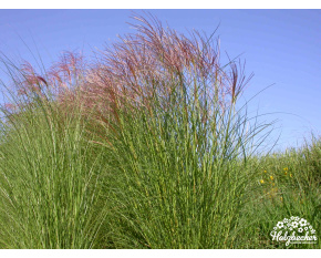 Miscanthus sinensis ‘Nippon’
