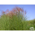 Miscanthus sinensis ‘Nippon’