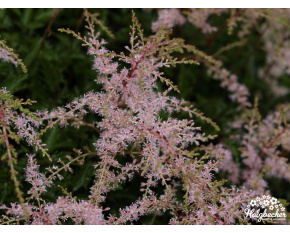 Astilbe simplicifolia ‘Sprite’