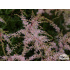 Astilbe simplicifolia ‘Sprite’