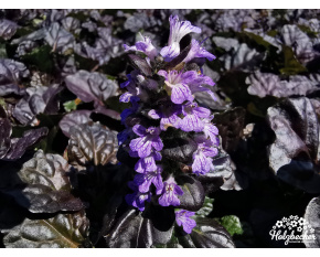 Ajuga reptans ‘Black Scallop’
