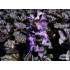 Ajuga reptans ‘Black Scallop’
