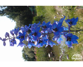 Delphinium elatum ‘Blaustrahl’