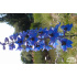 Delphinium elatum ‘Blaustrahl’