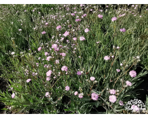 Gypsophila paniculata ‘Pink Festival’