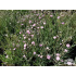 Gypsophila paniculata ‘Pink Festival’