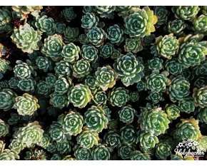 Sedum pachyclados ‘Opal’
