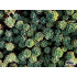 Sedum pachyclados ‘Opal’