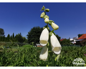 Digitalis purpurea ‘Alba’