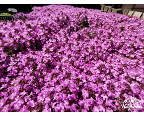 Thymus serpyllum ‘Pink Chintz’