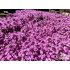 Thymus serpyllum ‘Pink Chintz’