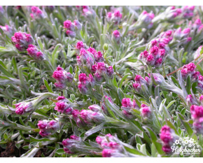 Antennaria dioica ‘Roy Davidson’