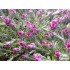 Antennaria dioica ‘Roy Davidson’