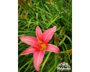 Hemerocallis ‘Pink Damask’