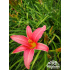 Hemerocallis ‘Pink Damask’