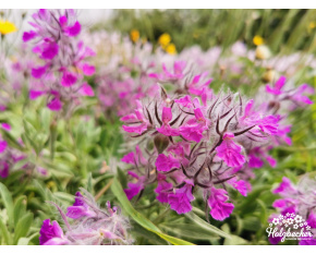 Stachys lavandulifolia