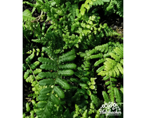Dryopteris wallichiana