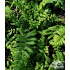 Dryopteris wallichiana