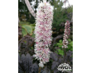 Actaea simplex ‘Atropurpurea’