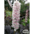 Actaea simplex ‘Atropurpurea’
