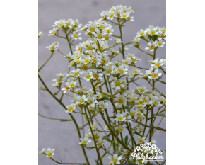Saxifraga ‘Portae’