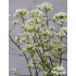 Saxifraga ‘Portae’