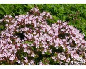 Origanum vulgare ‘Compactum’