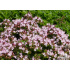 Origanum vulgare ‘Compactum’