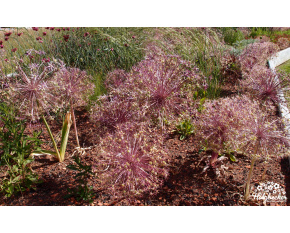 Allium christophii