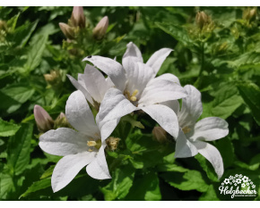 Campanula lactiflora ‘Alba’