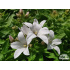 Campanula lactiflora ‘Alba’