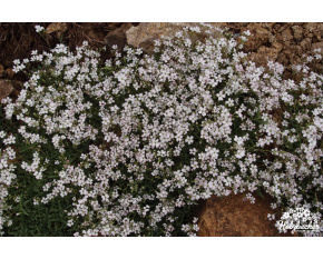 Gypsophila repens