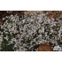 Gypsophila repens