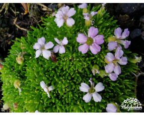 Silene acaulis ‘Frances’