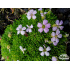 Silene acaulis ‘Frances’