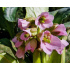 Bergenia ‘Fairytale Romance’