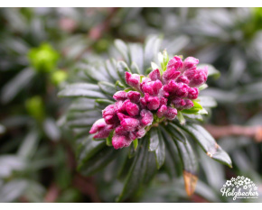 Daphne x schlyteri ‘Hans Bauer’