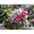 Daphne x schlyteri ‘Hans Bauer’