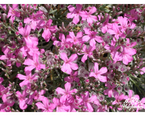 Acantholimon sp.
