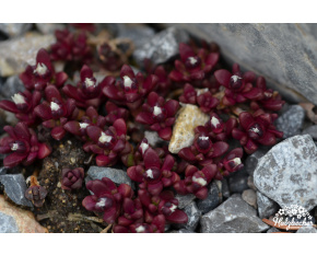 Delosperma cf. alpinum