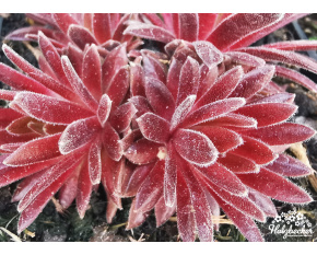 Sempervivum ‘Terracotta Baby’