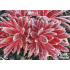 Sempervivum ‘Terracotta Baby’