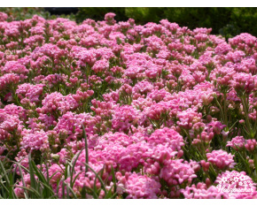 Asperula lilaciflora